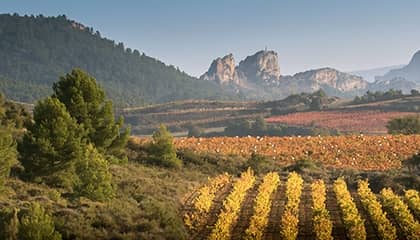 bodegas roda weingut