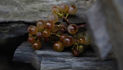 weingut claes schmitt erben weingut