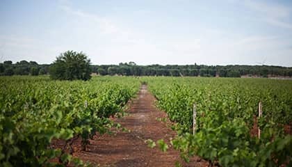 masseria pietrosa weingut