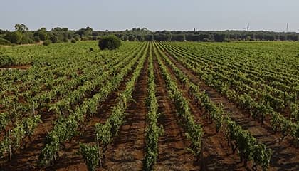 Weingut San Marzano