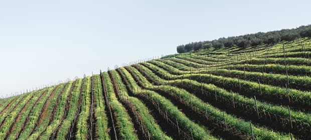 Wein aus Südafrika